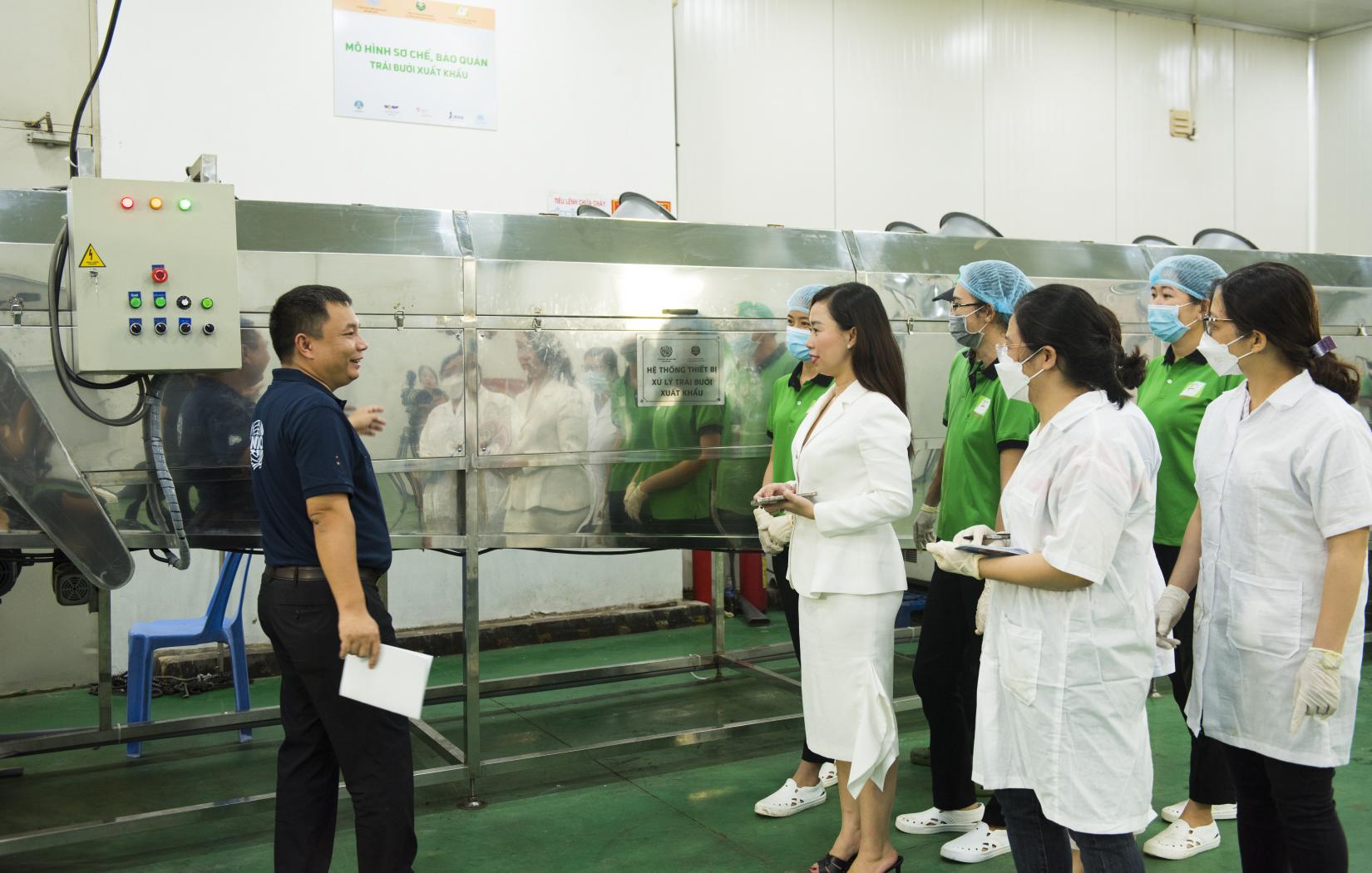 UNIDO technical expert providing advice for Chanh Thu leader and staff about new pomelo preservation model.