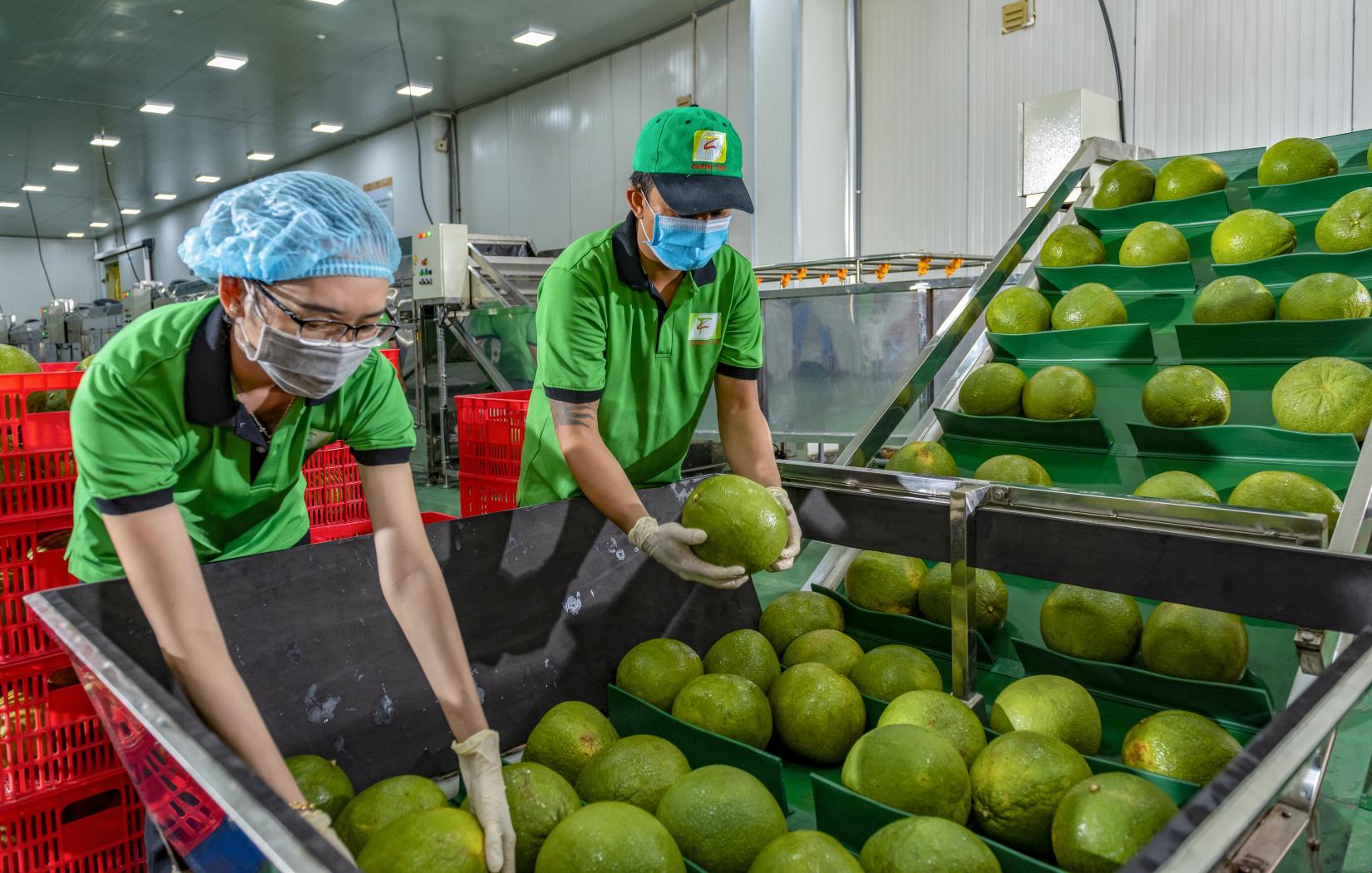 Staff working with the pomelo preservation system supported by the poject at Chanh Thu pomelo packhouse