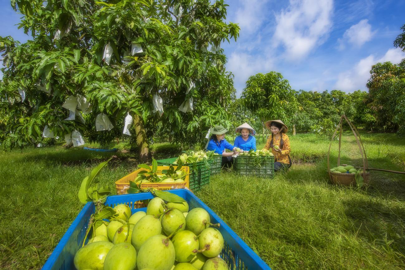 Harvesting mangoes in one of GQSP-supported areas in Dong Thap province