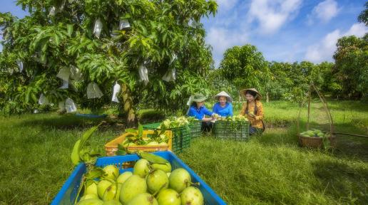 Harvesting mangoes in one of GQSP-supported areas in Dong Thap province